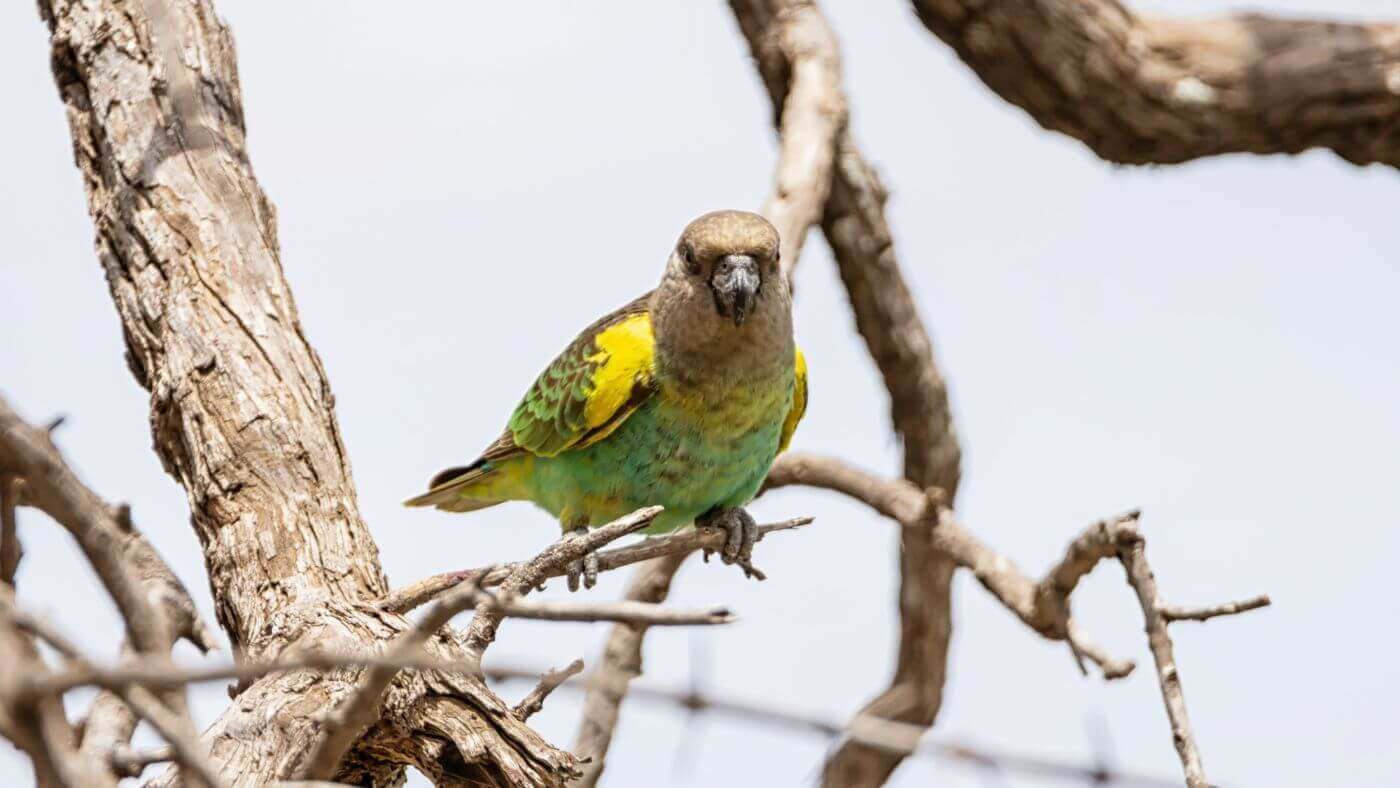 Meyer's parrot also known as Brown Parrot