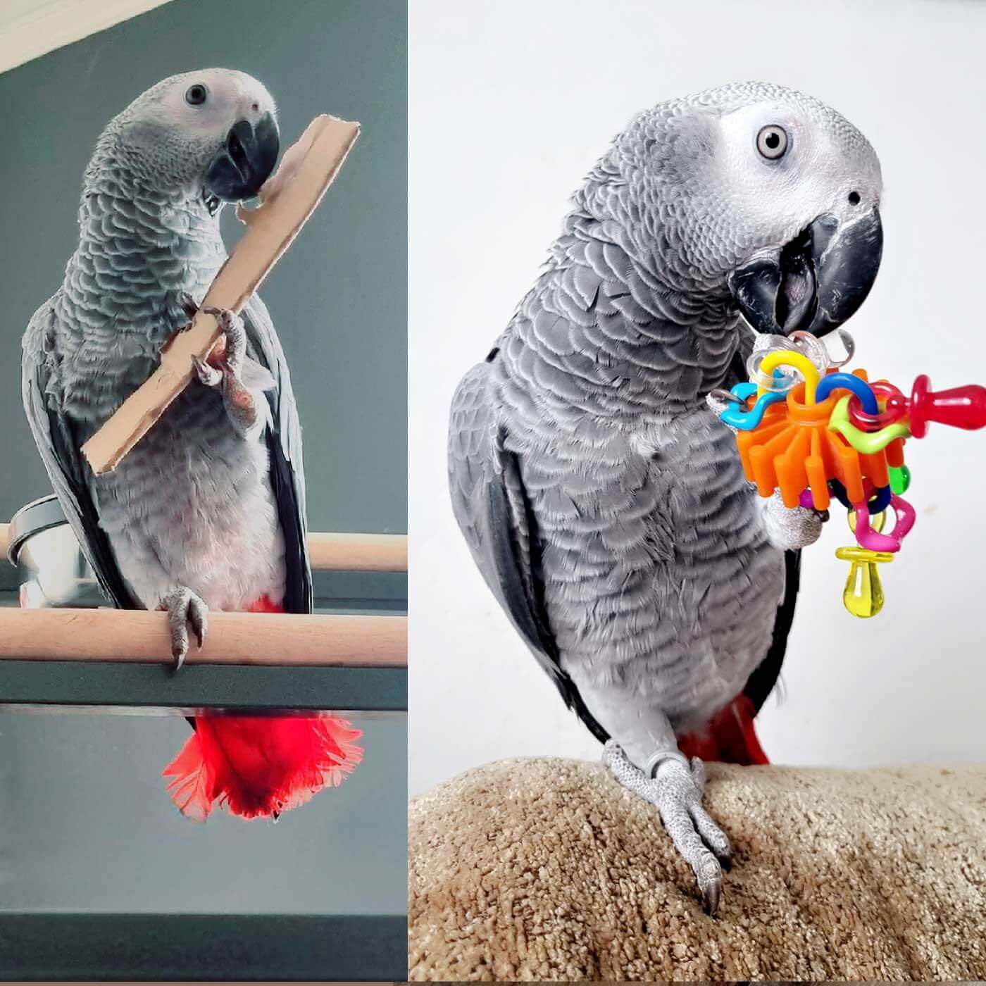 Oscar the African Grey Pet Parrot