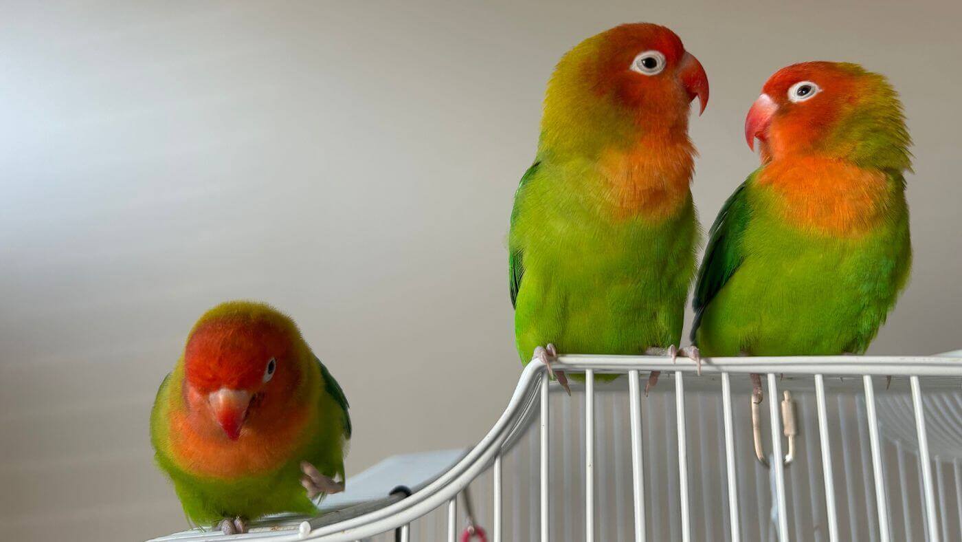 Emma's Pets Lovebirds