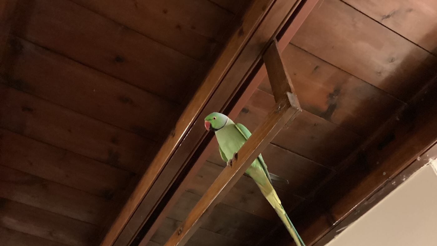 Charlie Chilling on High Ground