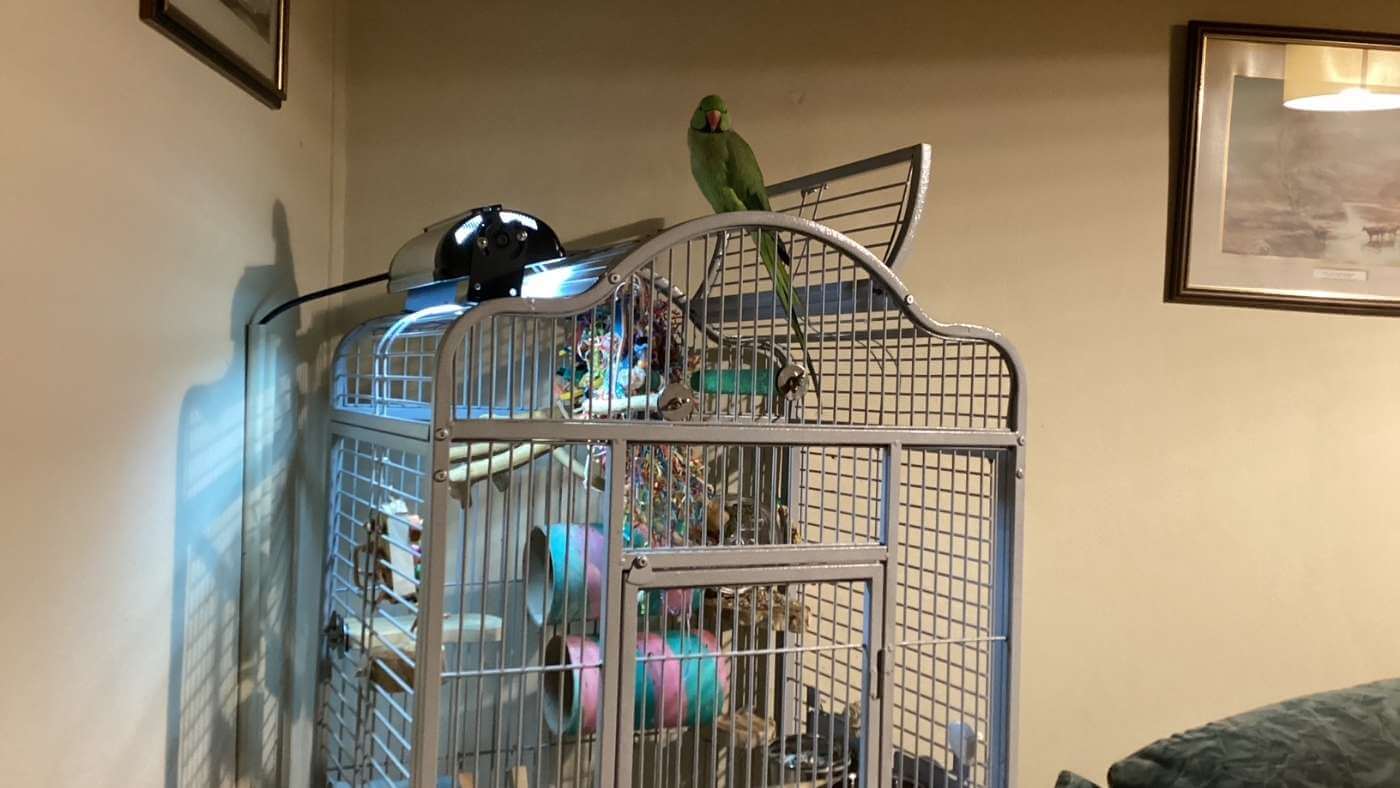 Charlie on top of his cage