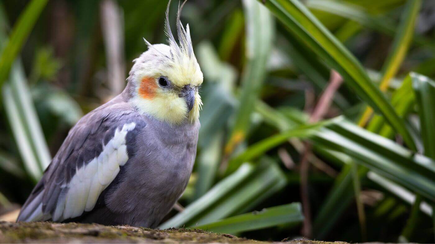 Cute Cockatiel