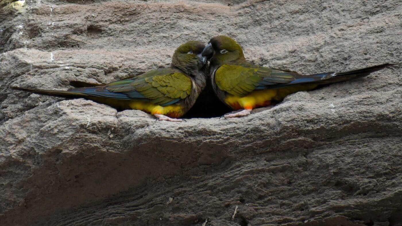 Burrowing Parrot