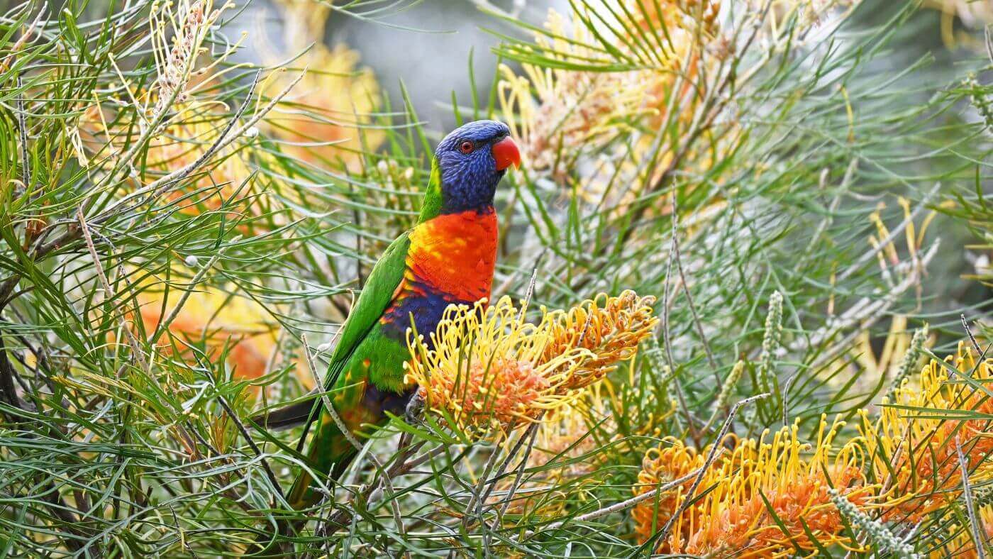 Rainbow Lorikeet Amongst Flowers