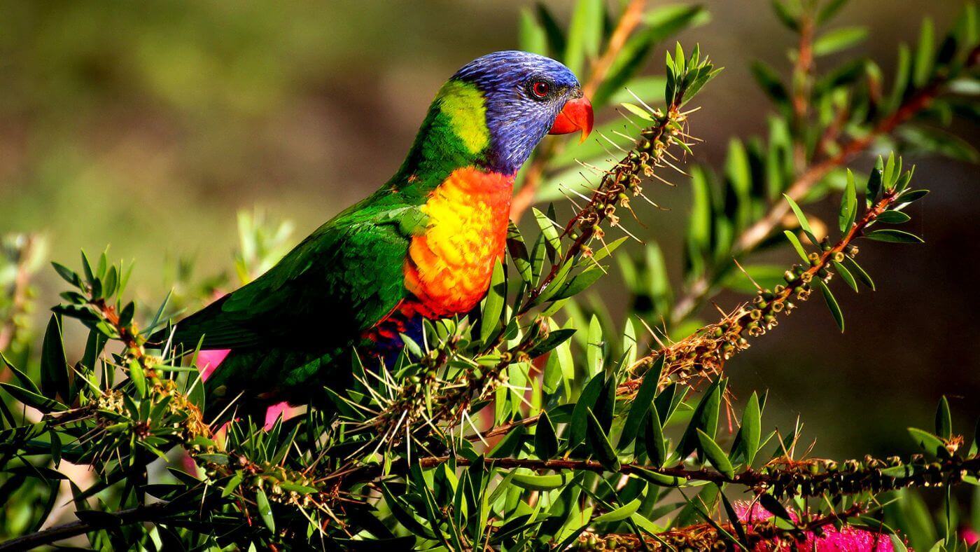 Stunning Rainbow Lorikeet