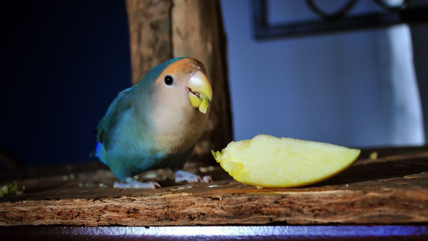 Lovebird Eating an Apple