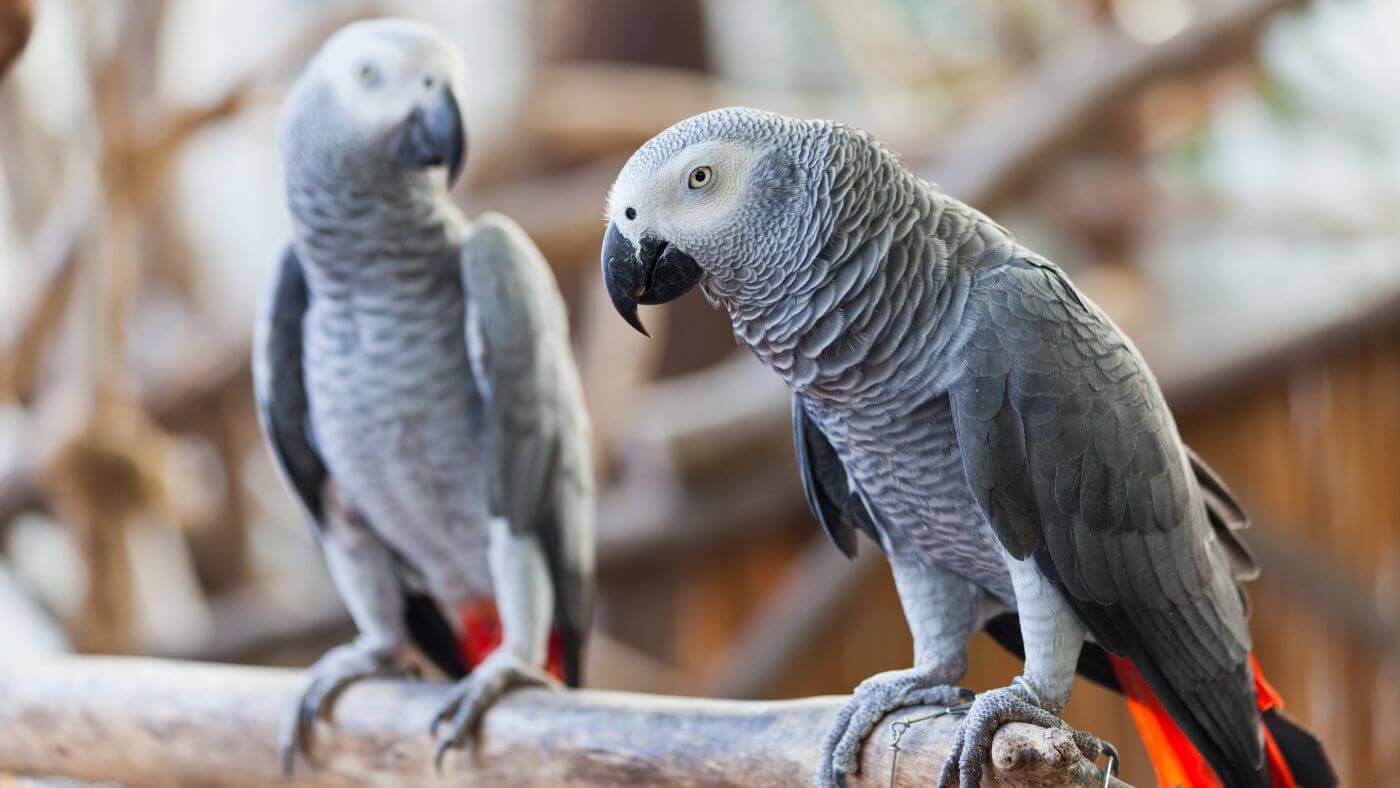 Couple of African Grey Parrots