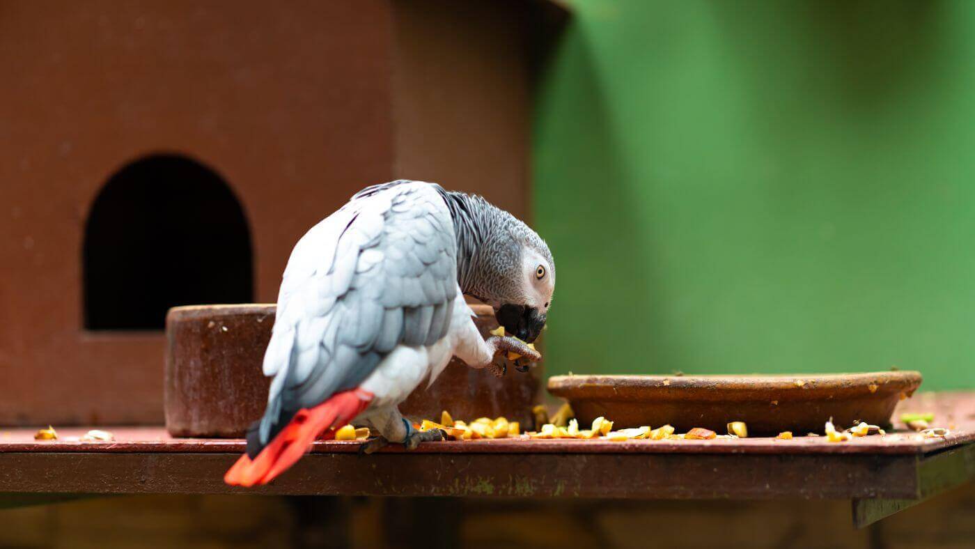 African Grey Parrot Eating Seeds