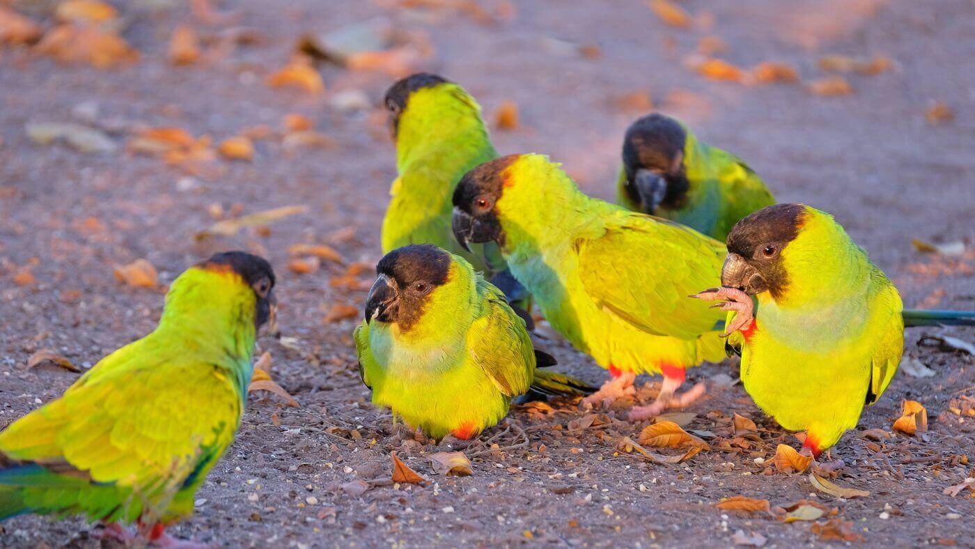 Nanday Conure