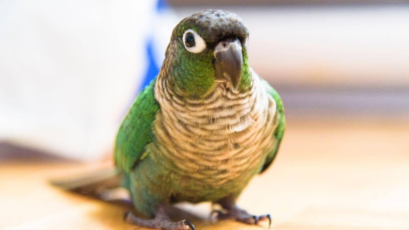 Green Cheeked Conure