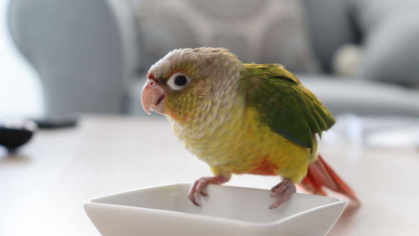 Pineapple Conure