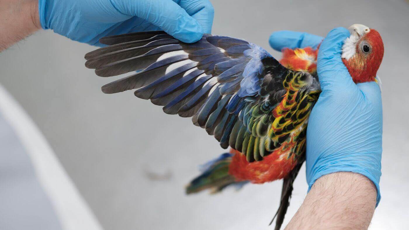The Pros And Cons Of Parrot Wing Clipping