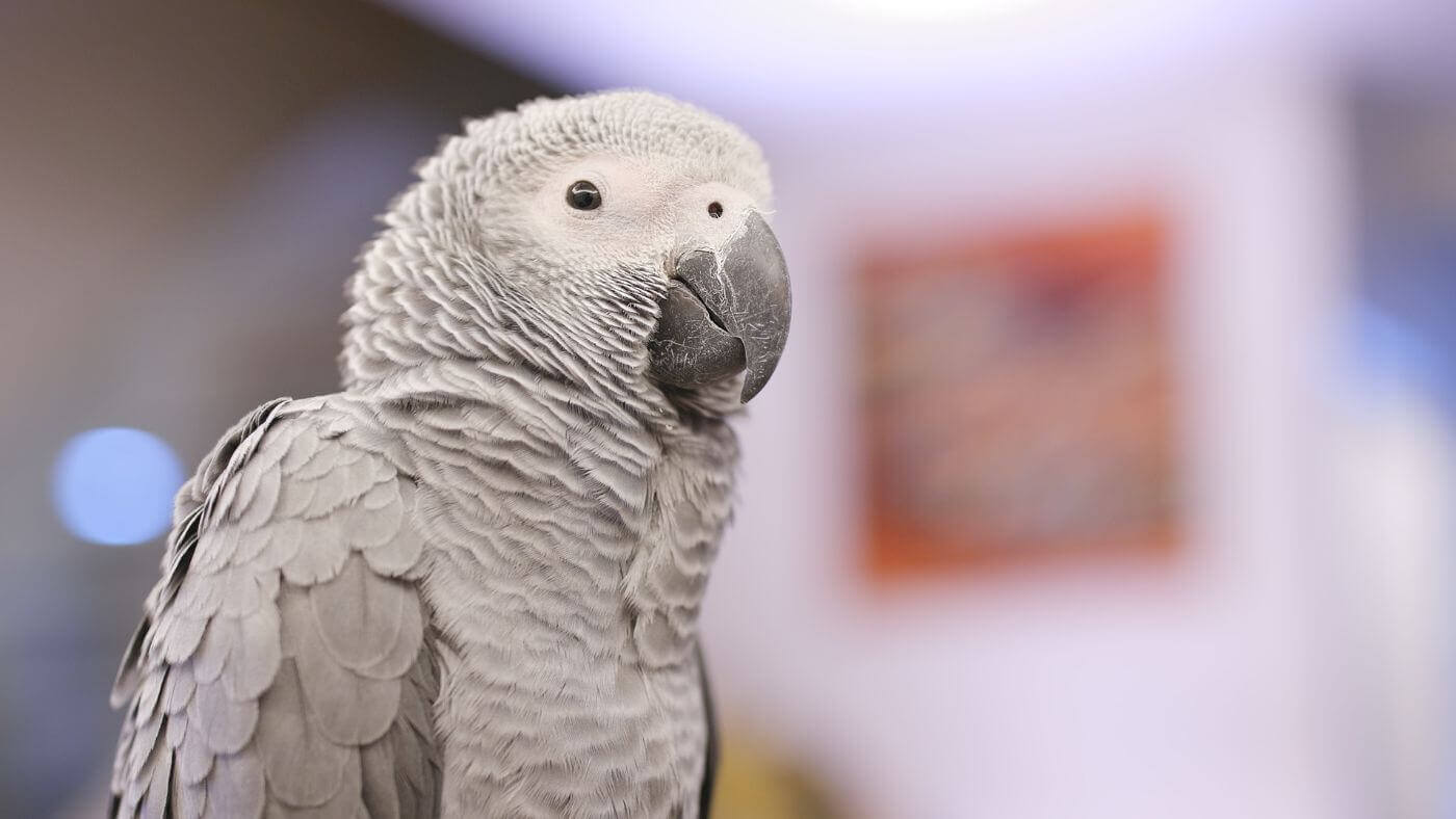 Timneh African Grey Parrot