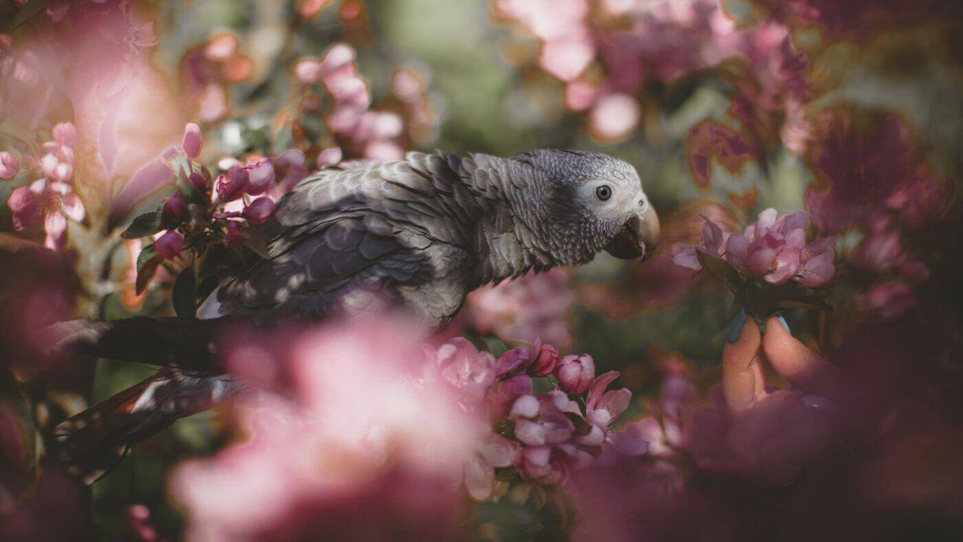 Timneh African Grey Amongst Blossoms