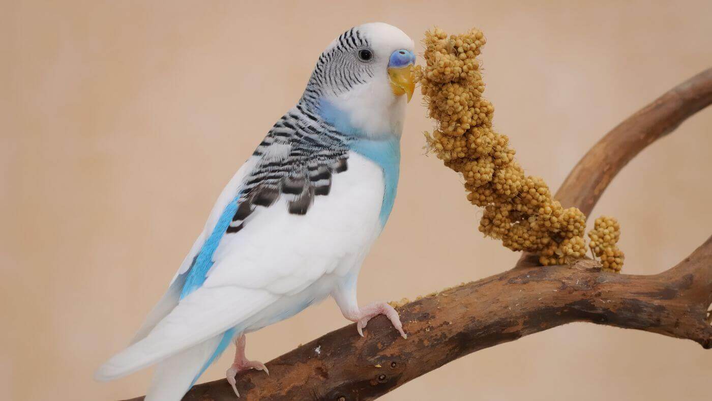 Budgie Eating Millet - Treats for Parakeets