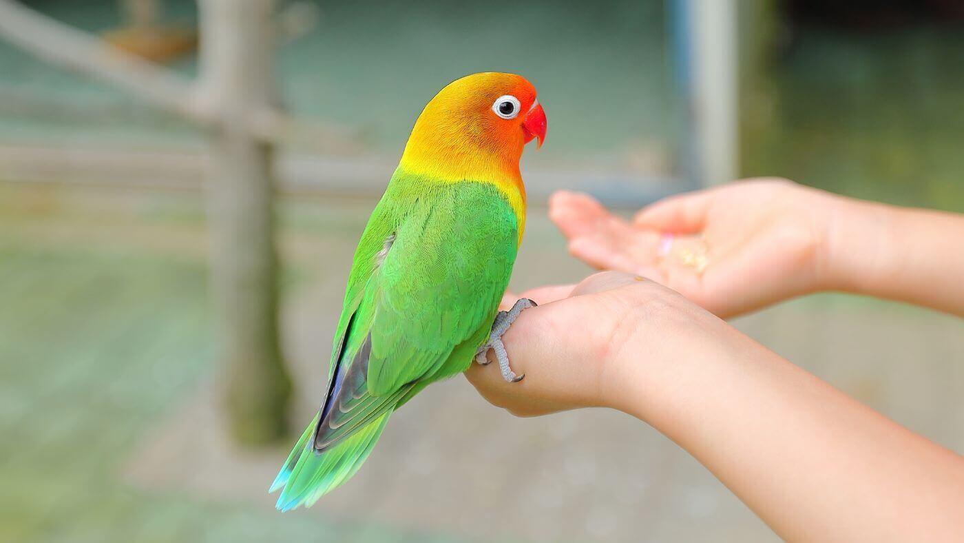 Feeding a Lovebird