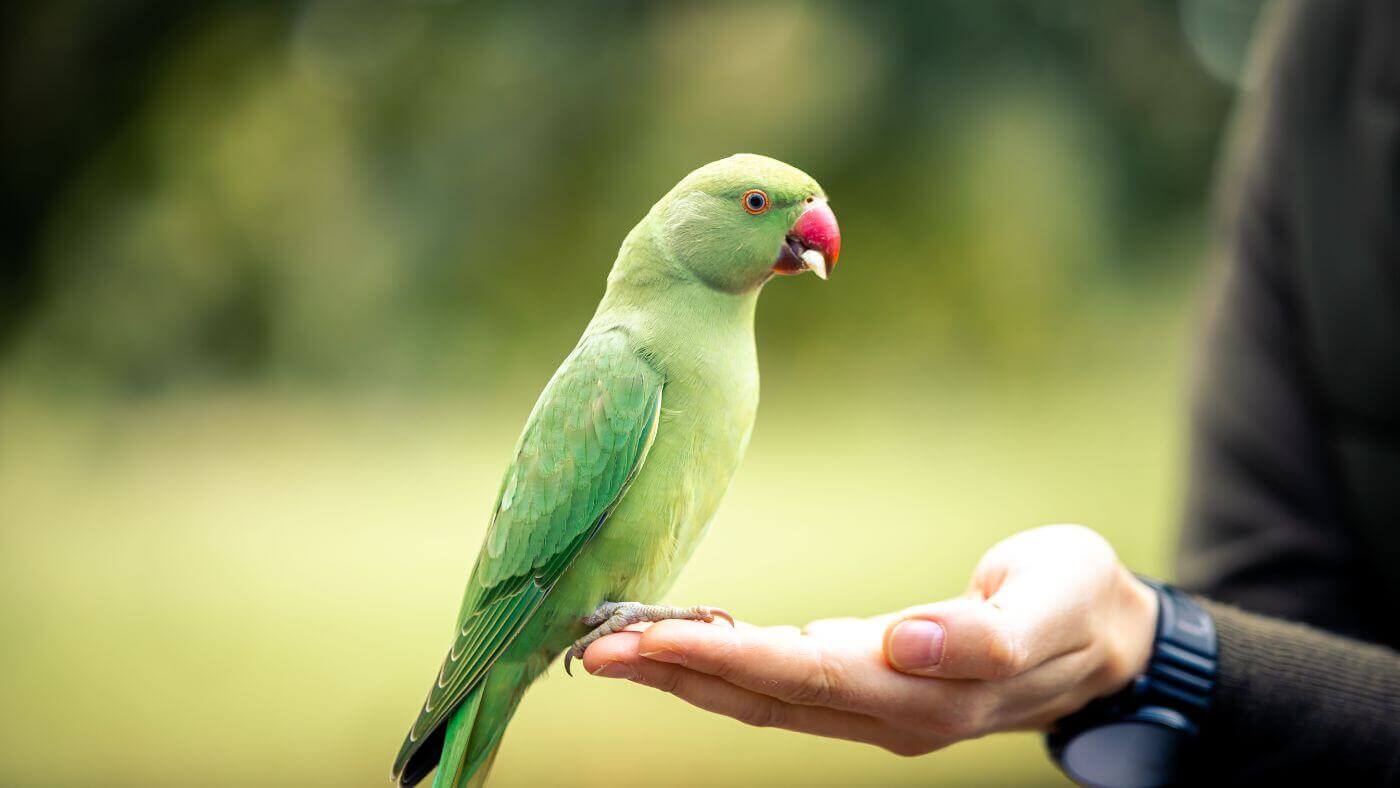 Parakeet Eating Nuts
