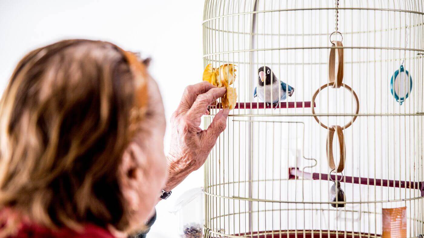 feeding a lovebird