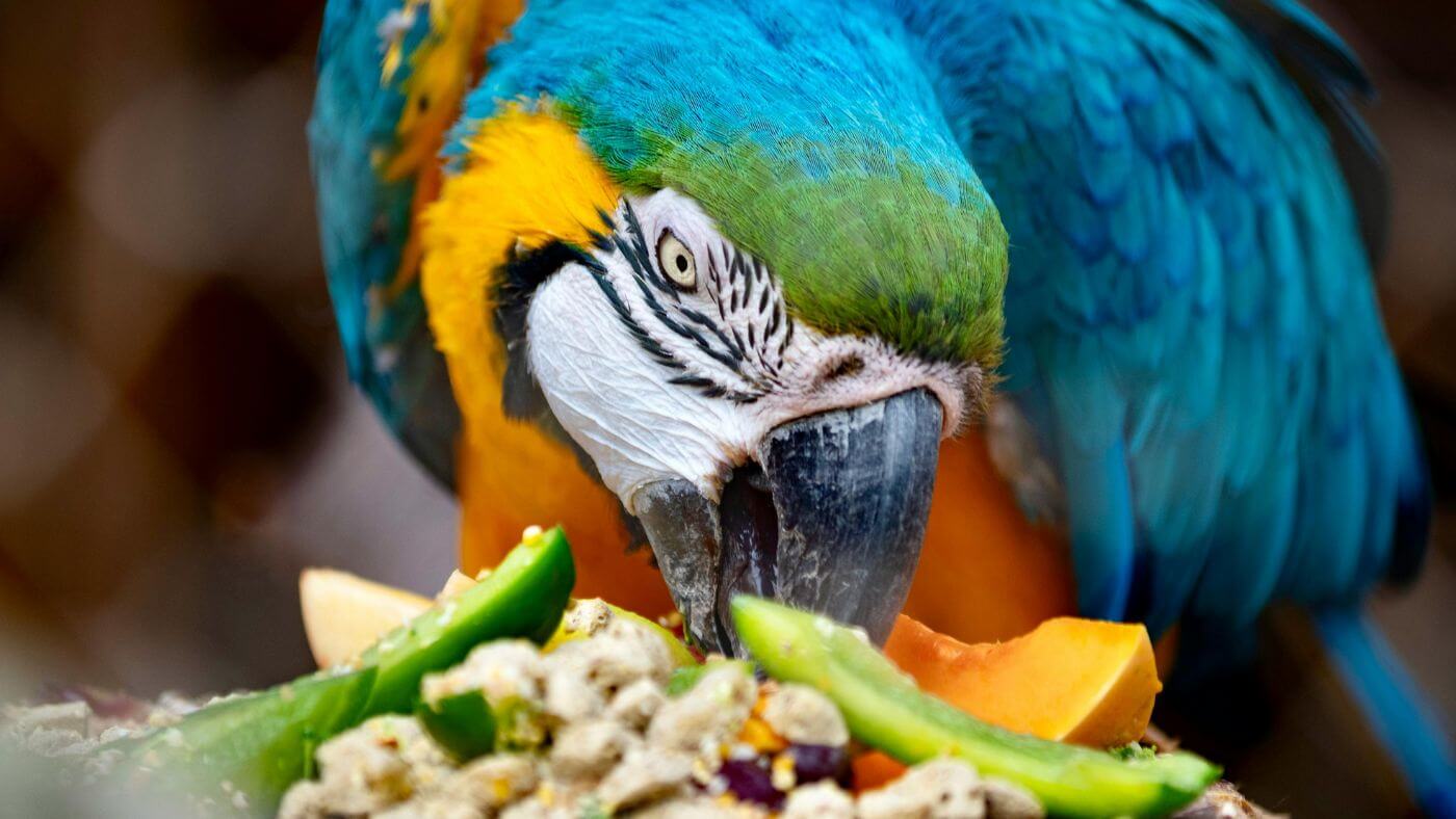 Blue and Gold Macaw Eating Fruits
