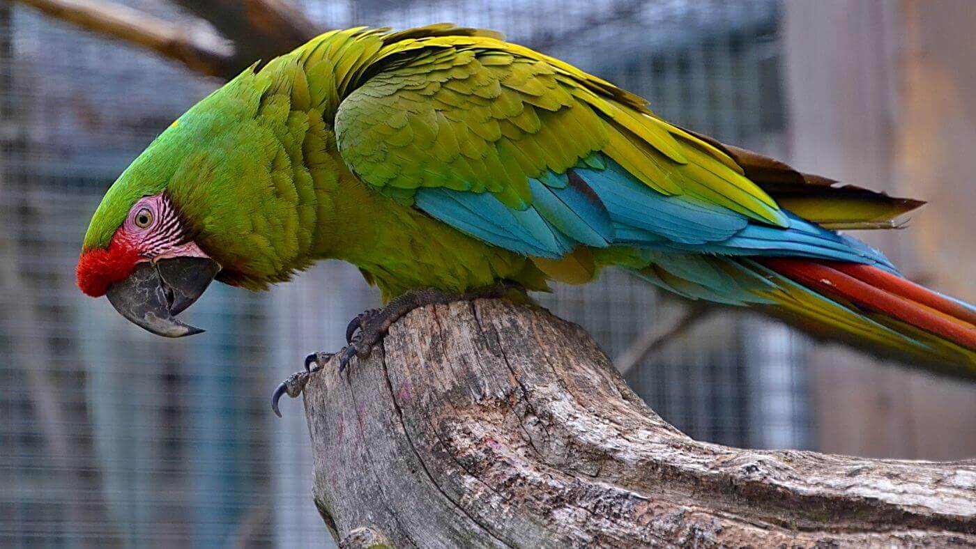 Military Macaw