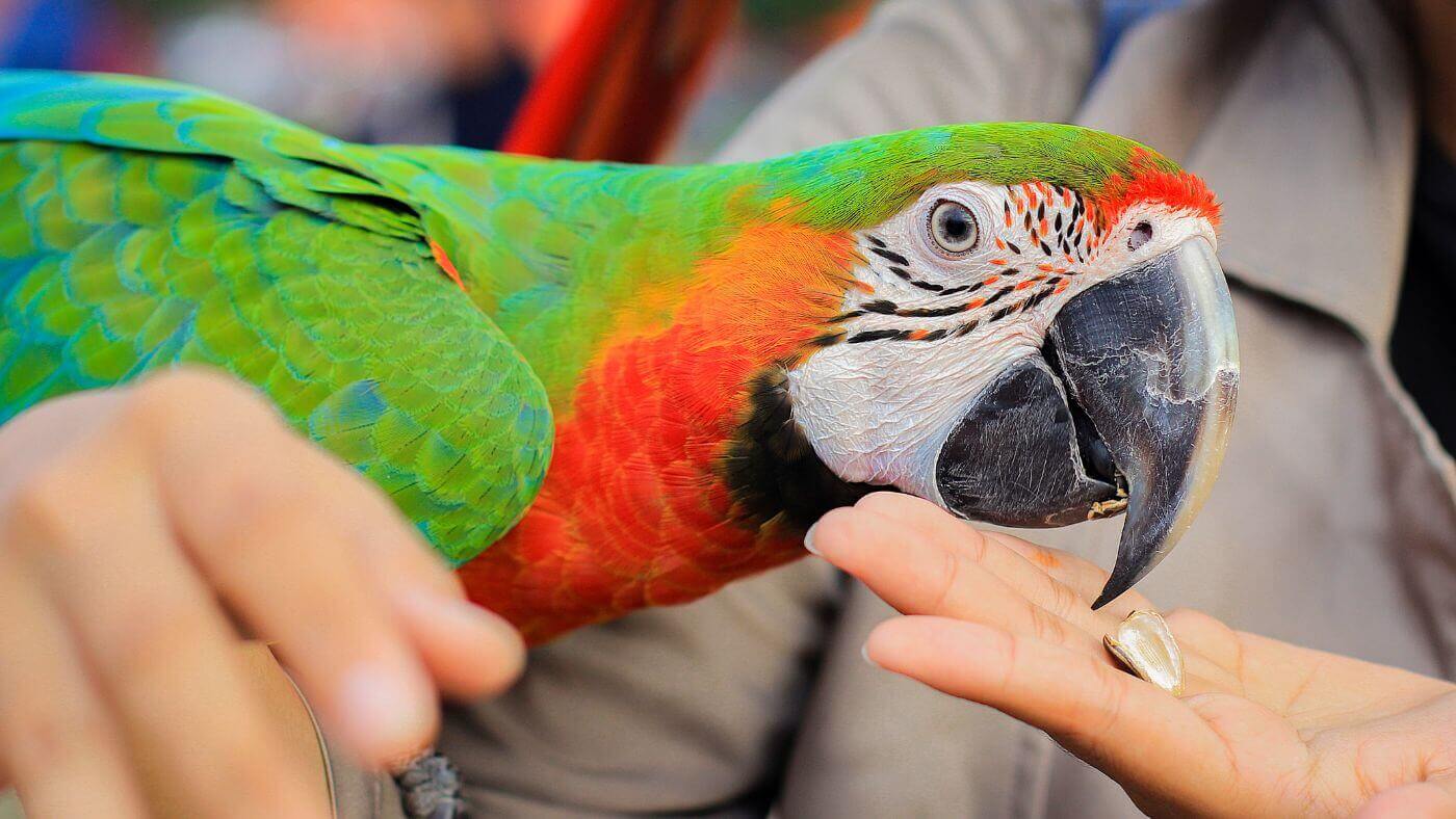 Giving Macaw Seeds