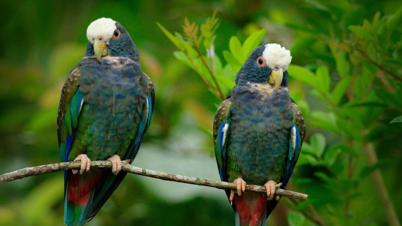 Couple White-Capped Pionus parrots