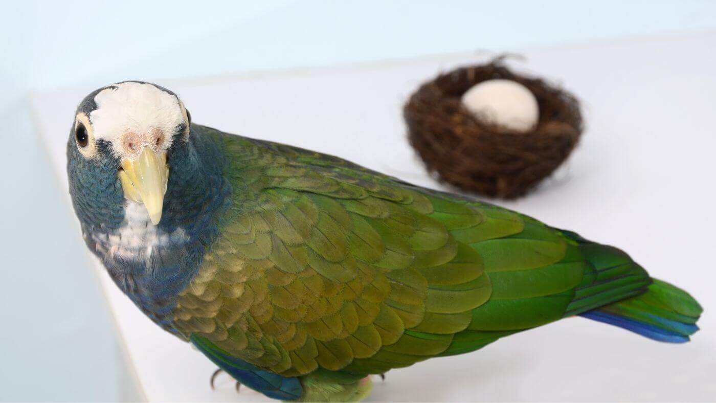 White-Capped Pionus Egg