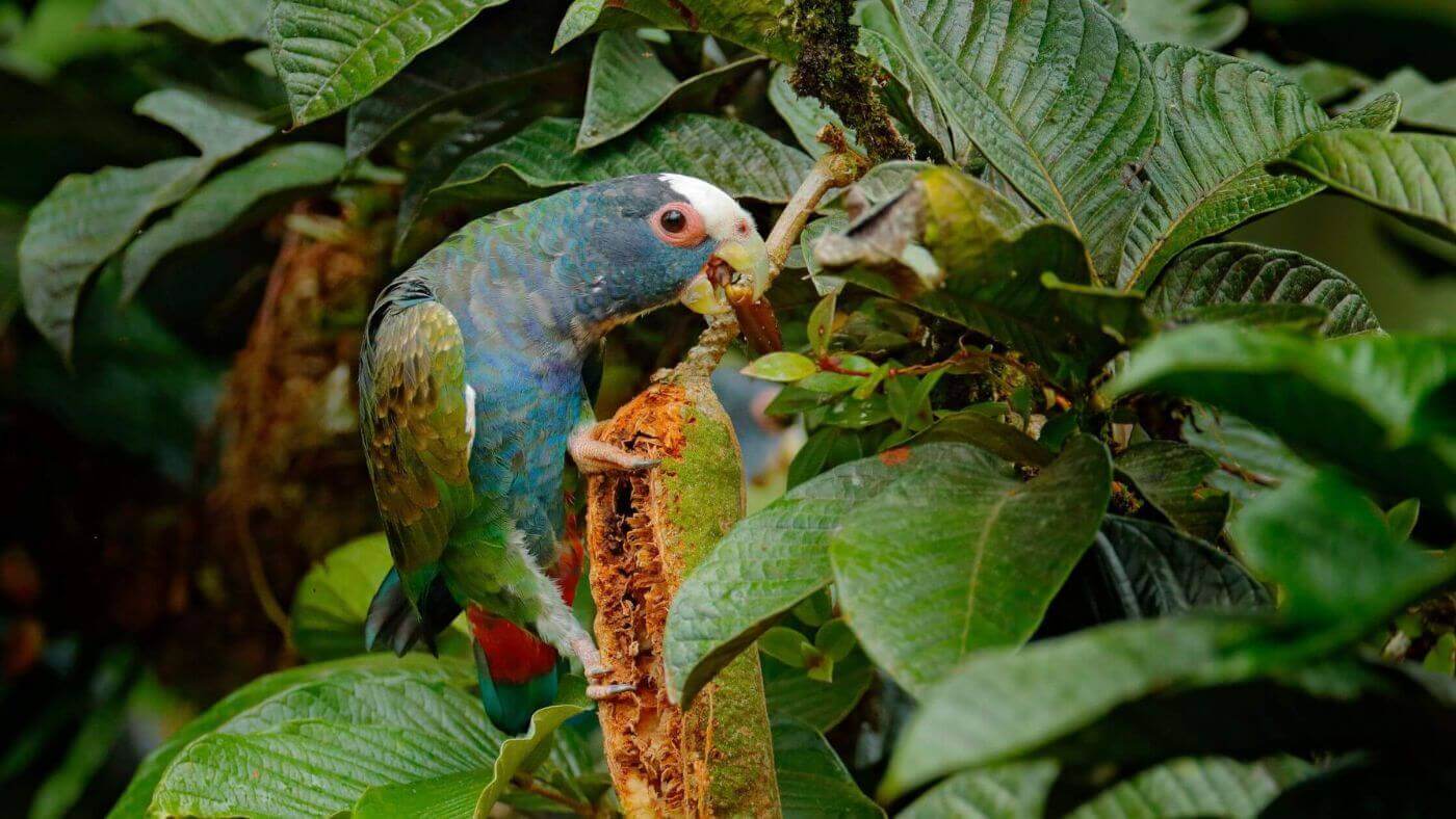 White-Capped Pionus in the Wild