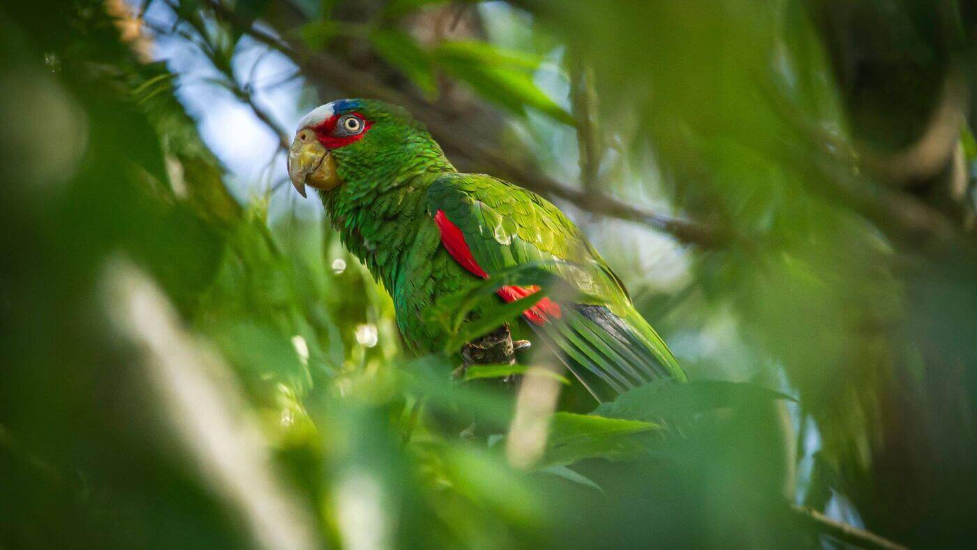 White-Fronted Amazon in a tree