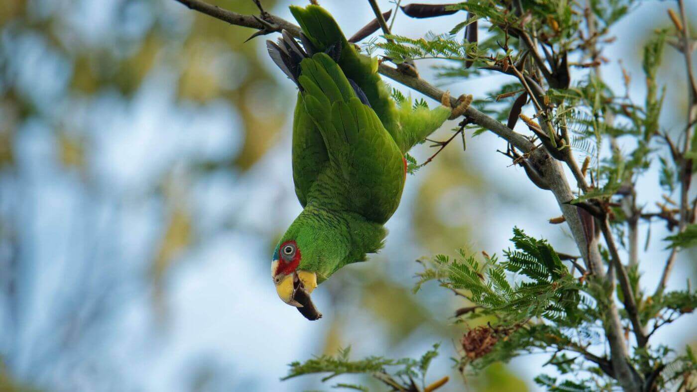 White-Fronted Amazon Upside Down