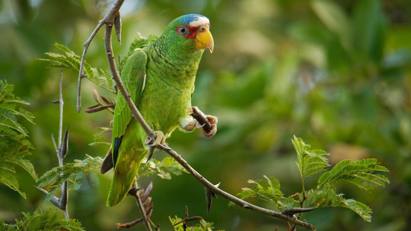 White-Fronted Amazon