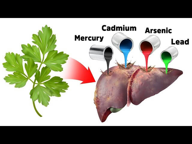 Understanding Heavy Metal Detox & Exposure To Heavy Metals