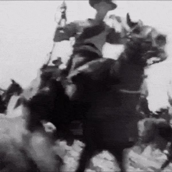 Australian Light Horse