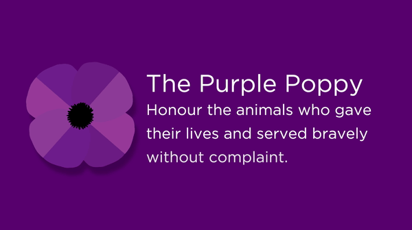 The Purple Poppy
