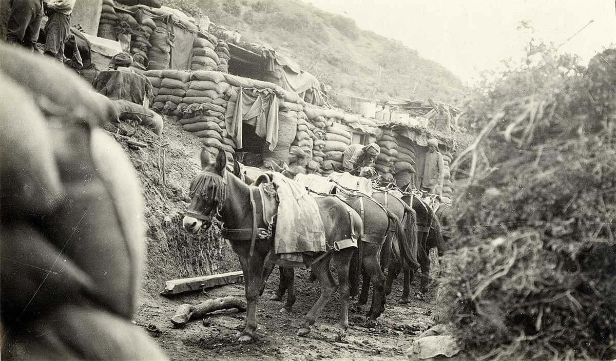 ANZAC Q&A - What animals were used at Gallipoli?