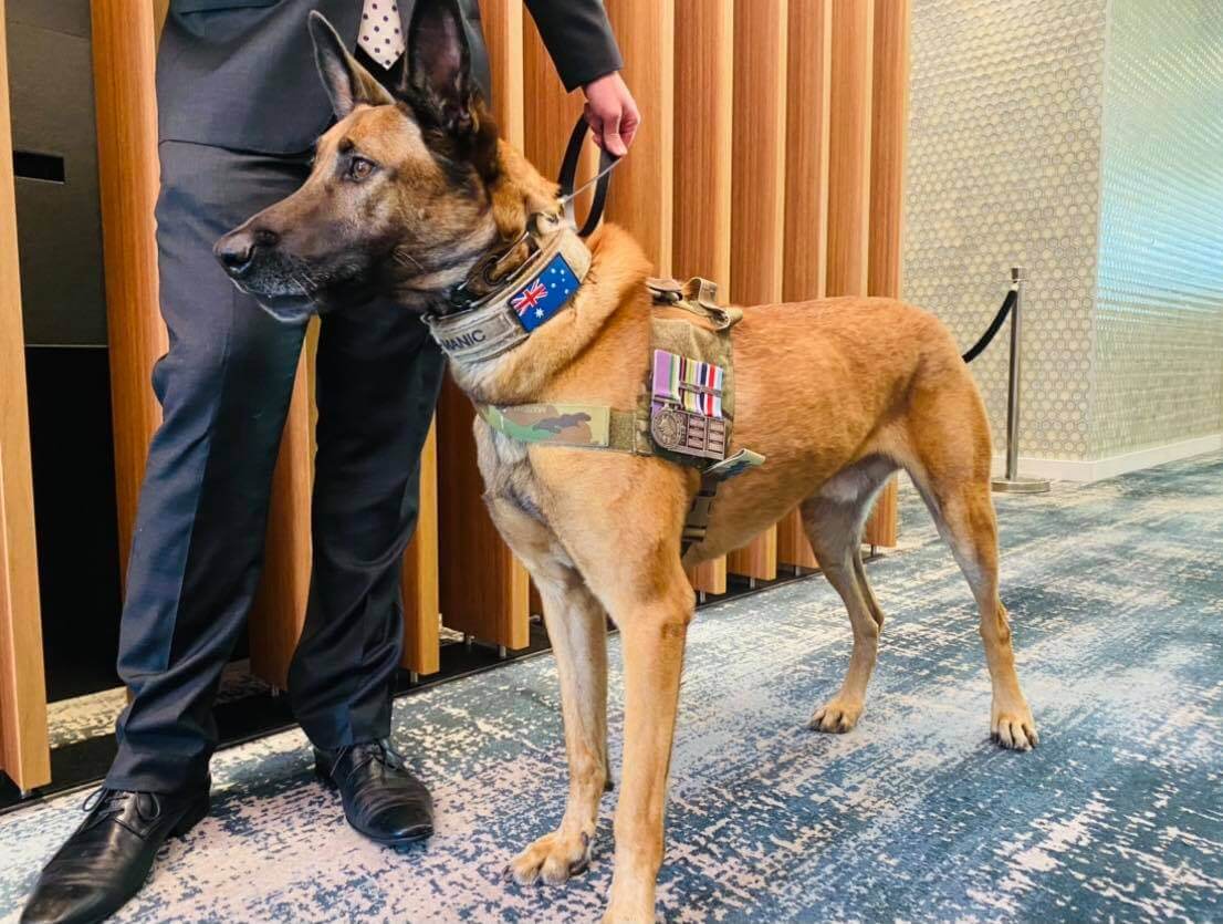 Retired Combat Assault Dog Manic Honoured with Inaugural Australian Animal Distinguished Service Award