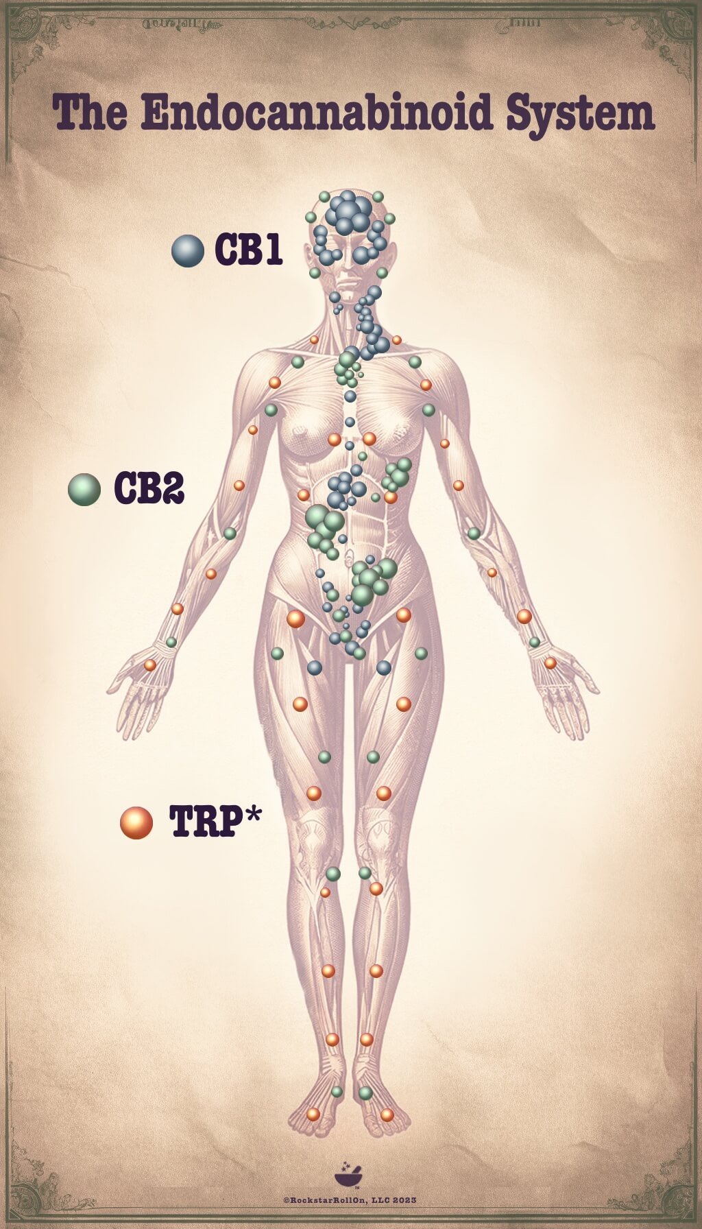 The Endocannabinoid System: Here the Whole Time