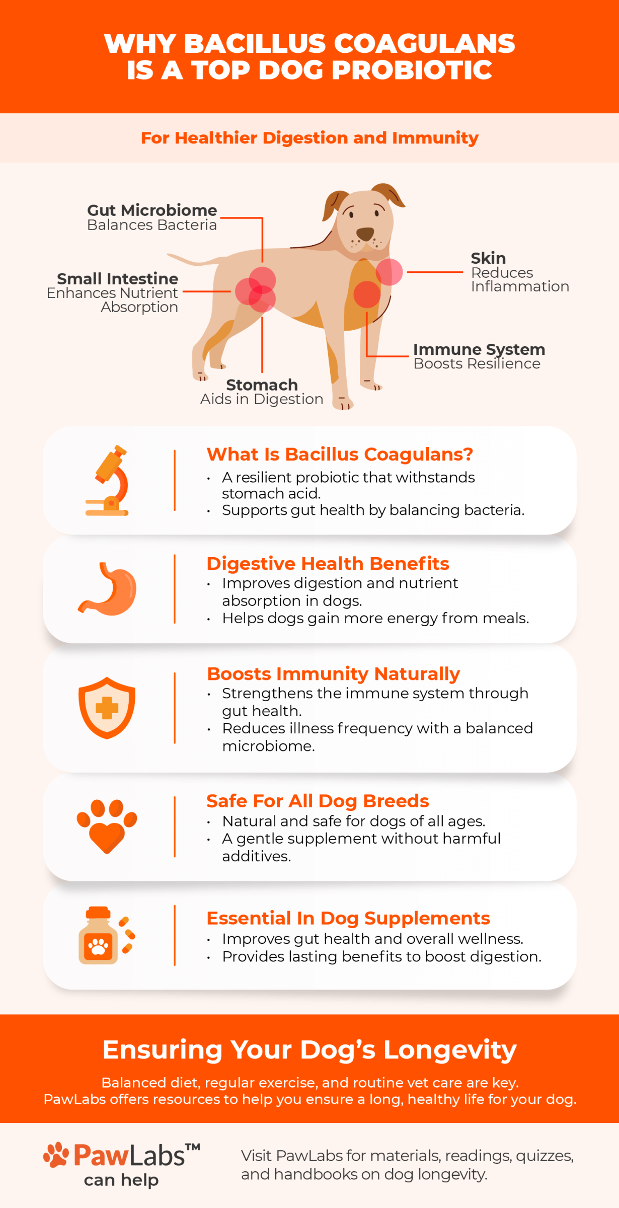 Infographic on Bacillus Coagulans for dogs, highlighting its benefits for digestion, nutrient absorption, immunity, and gut microbiome balance. Covers its resilience, digestive support, immune boosting, and safety for all breeds.