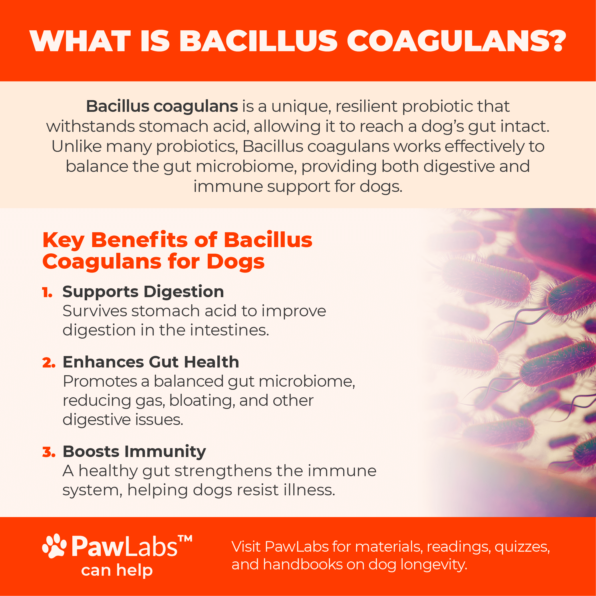 Infographic explaining Bacillus Coagulans as a resilient probiotic for dogs. Shows its journey from the stomach to the gut, highlighting its ability to survive stomach acid, balance the gut microbiome, support digestion, reduce digestive issues, and boost immunity.