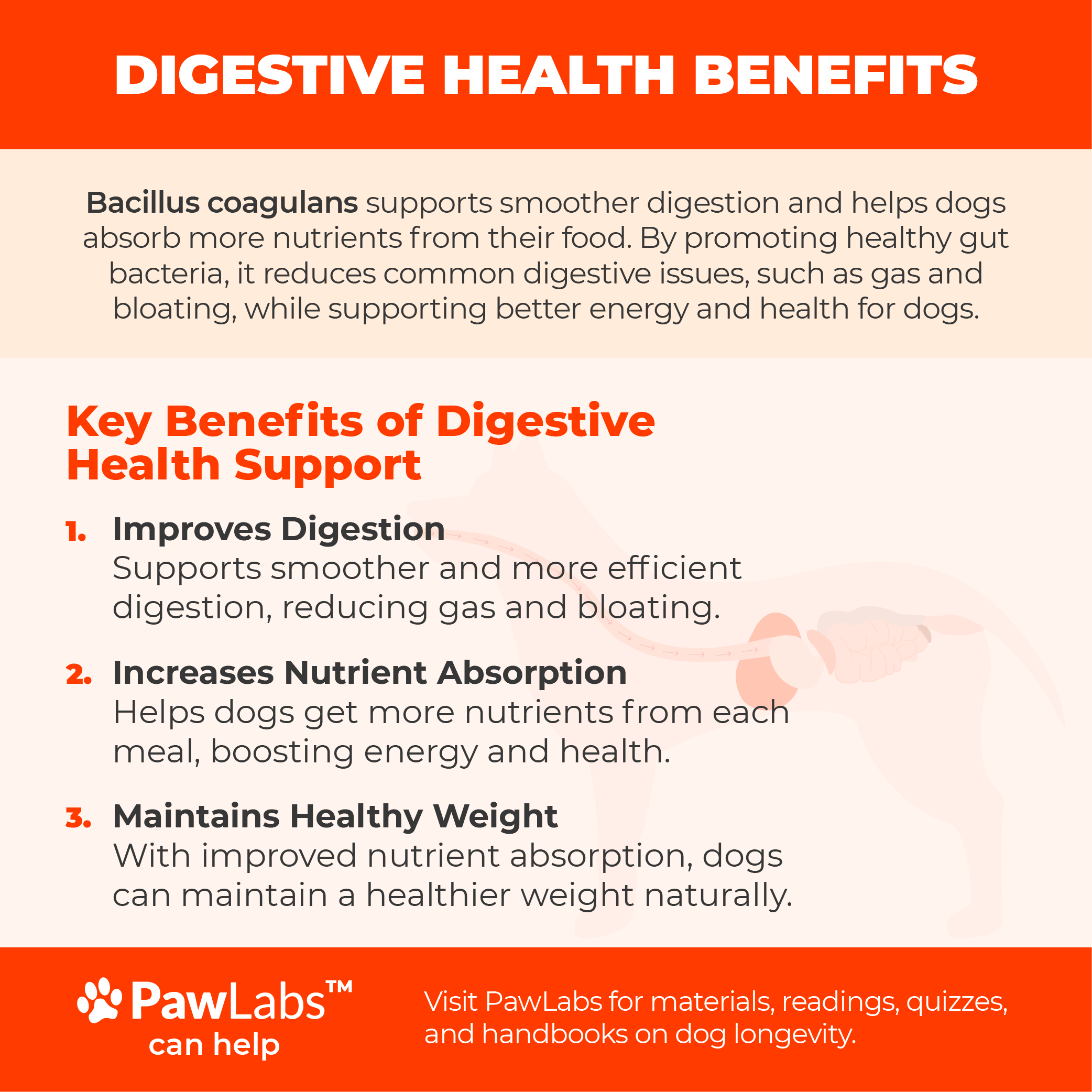 Infographic showing Bacillus Coagulans’ digestive benefits for dogs, illustrating smoother digestion, better nutrient absorption, and reduced bloating.