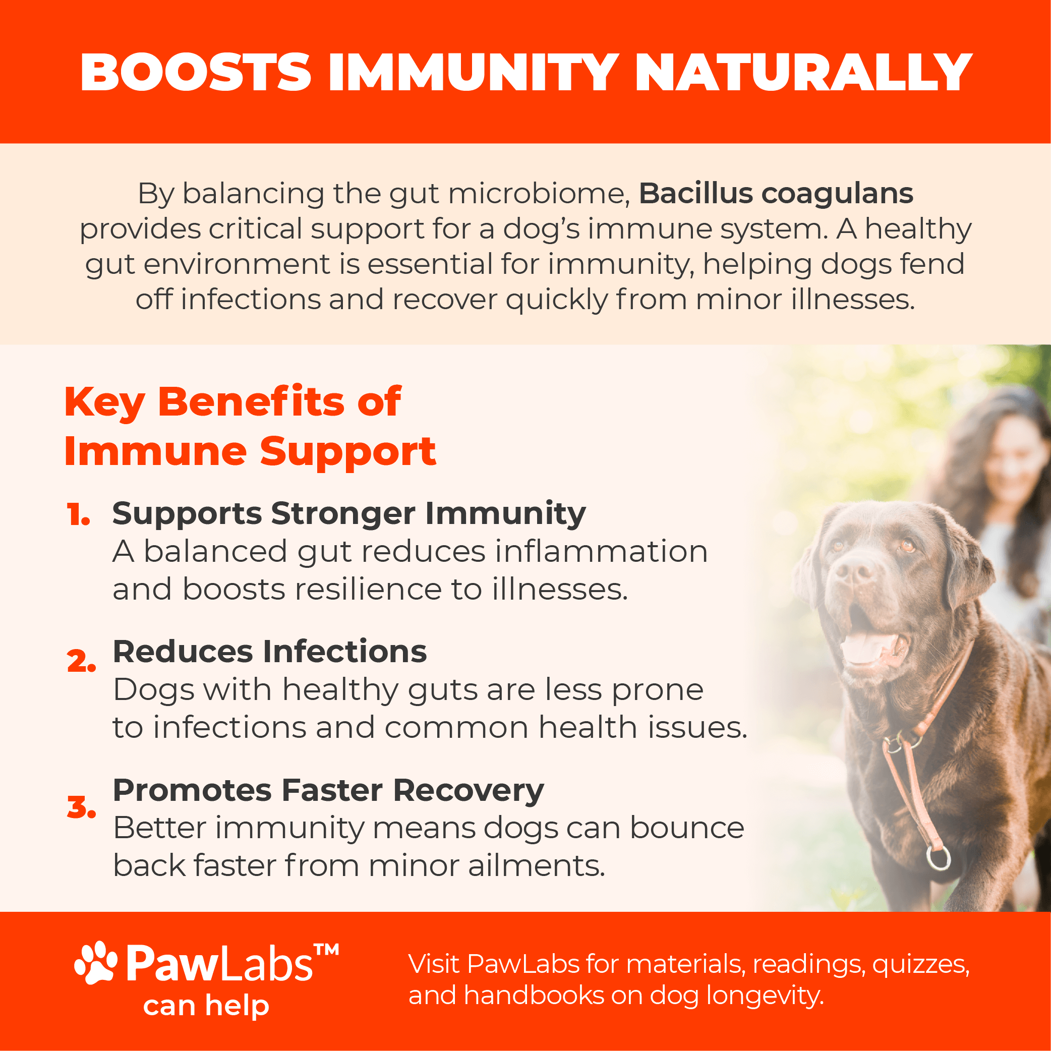 Infographic showing Bacillus Coagulans boosting immunity in dogs by balancing gut bacteria, with icons for immune health and resilience.