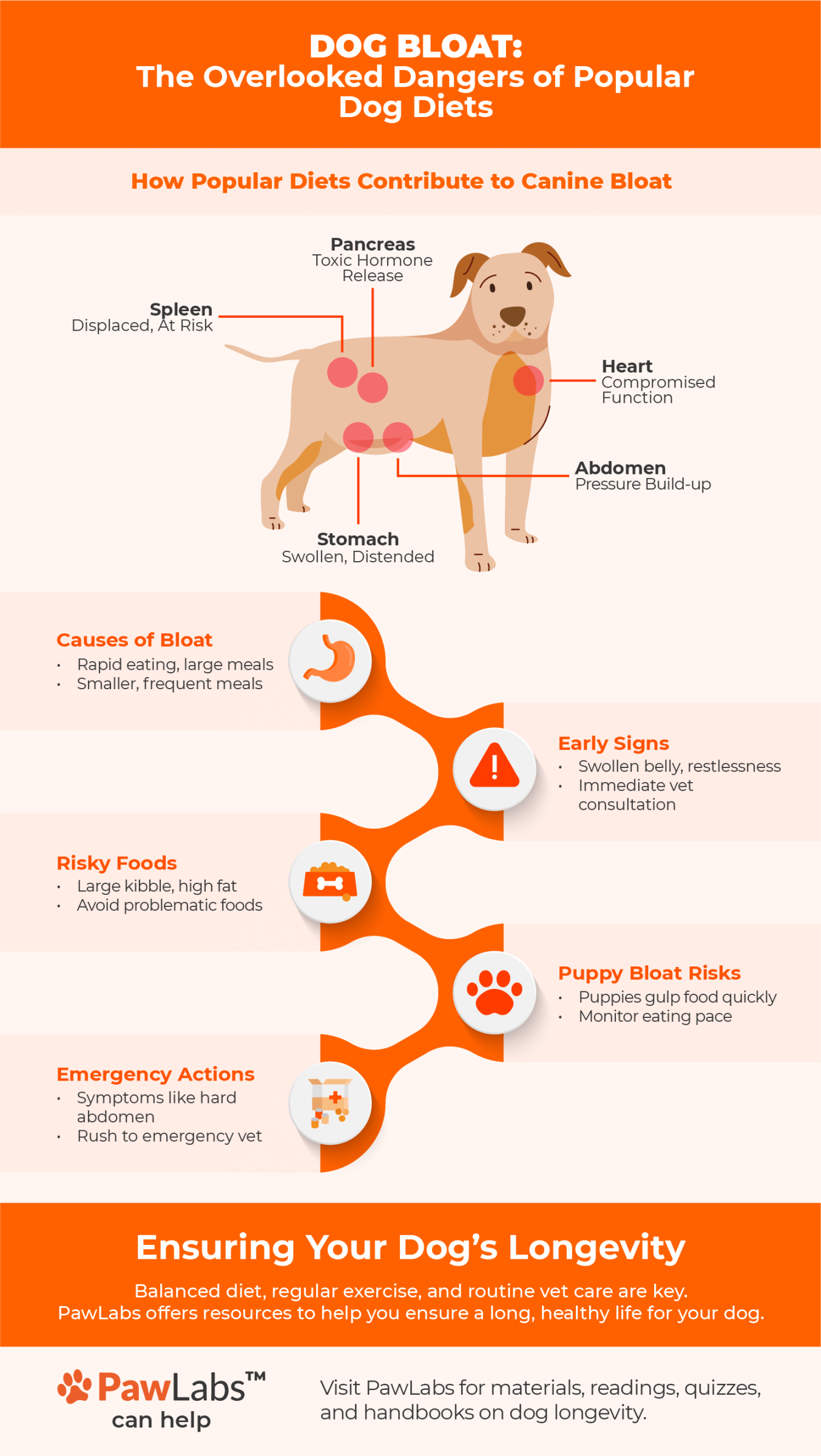 dog bloat infographics