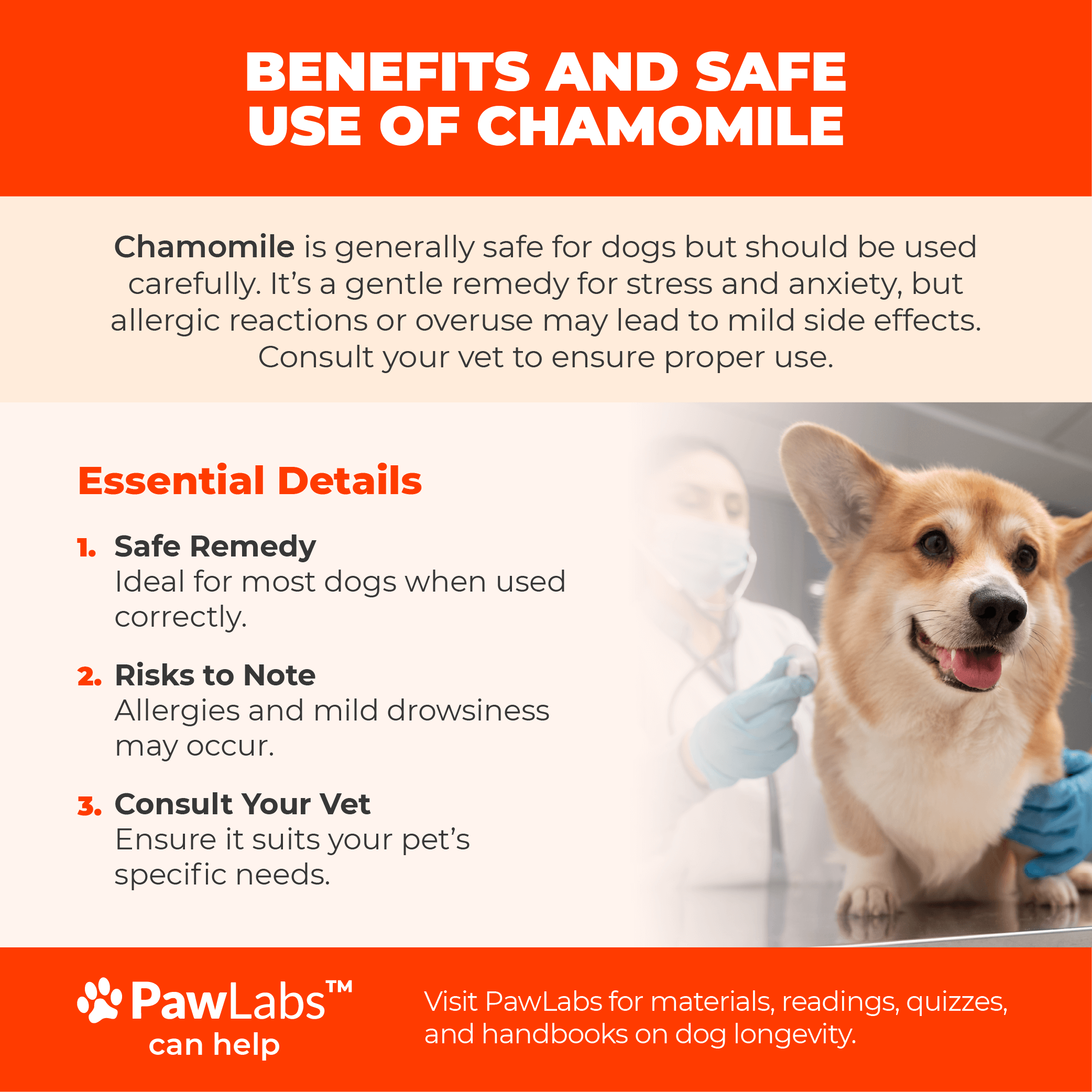 Infographic detailing the safe use of chamomile for dogs, highlighting benefits, risks of allergies, and the importance of vet consultation, by PawLabs.