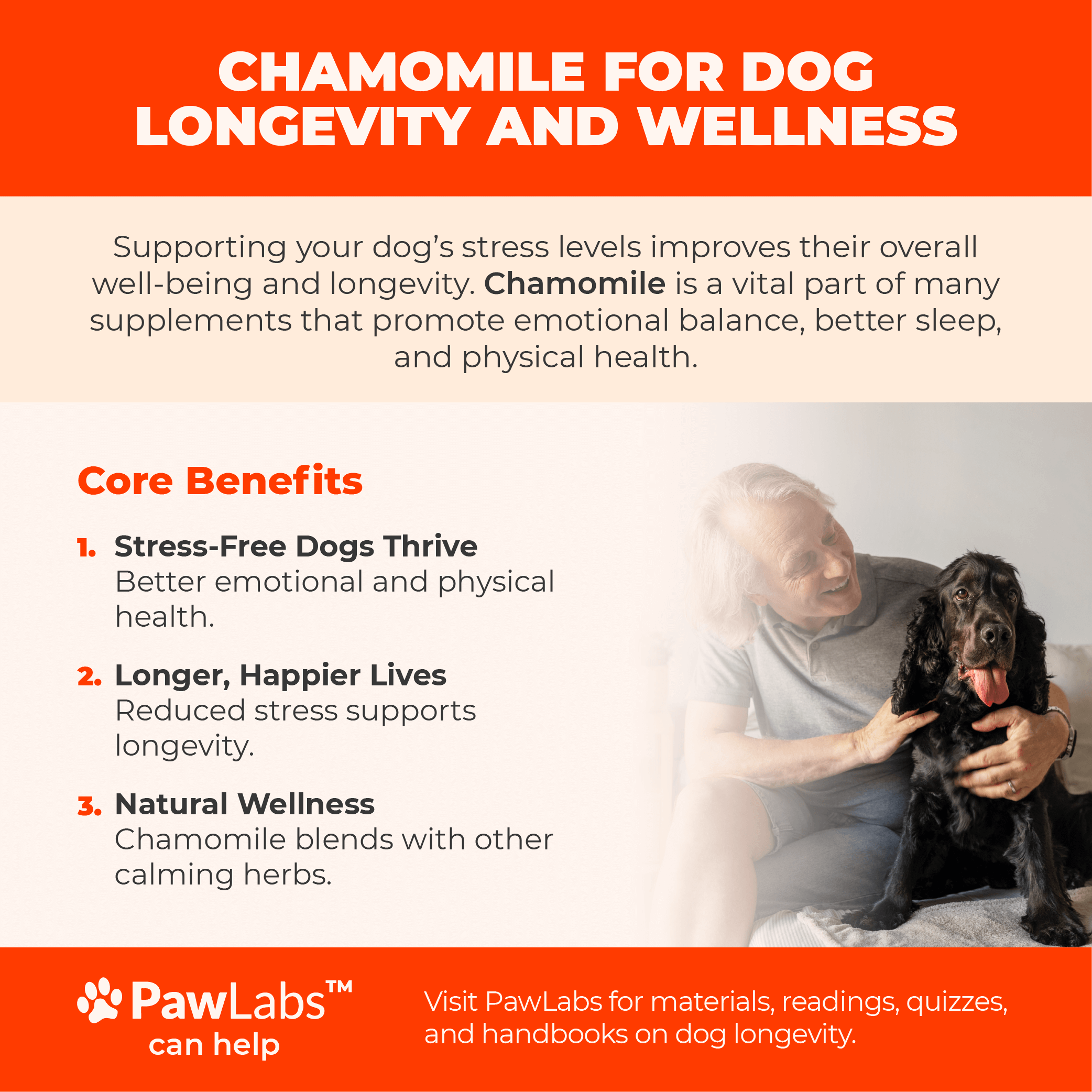 Infographic highlighting the benefits of chamomile for dogs, focusing on stress relief, improved longevity, and natural wellness, by PawLabs.