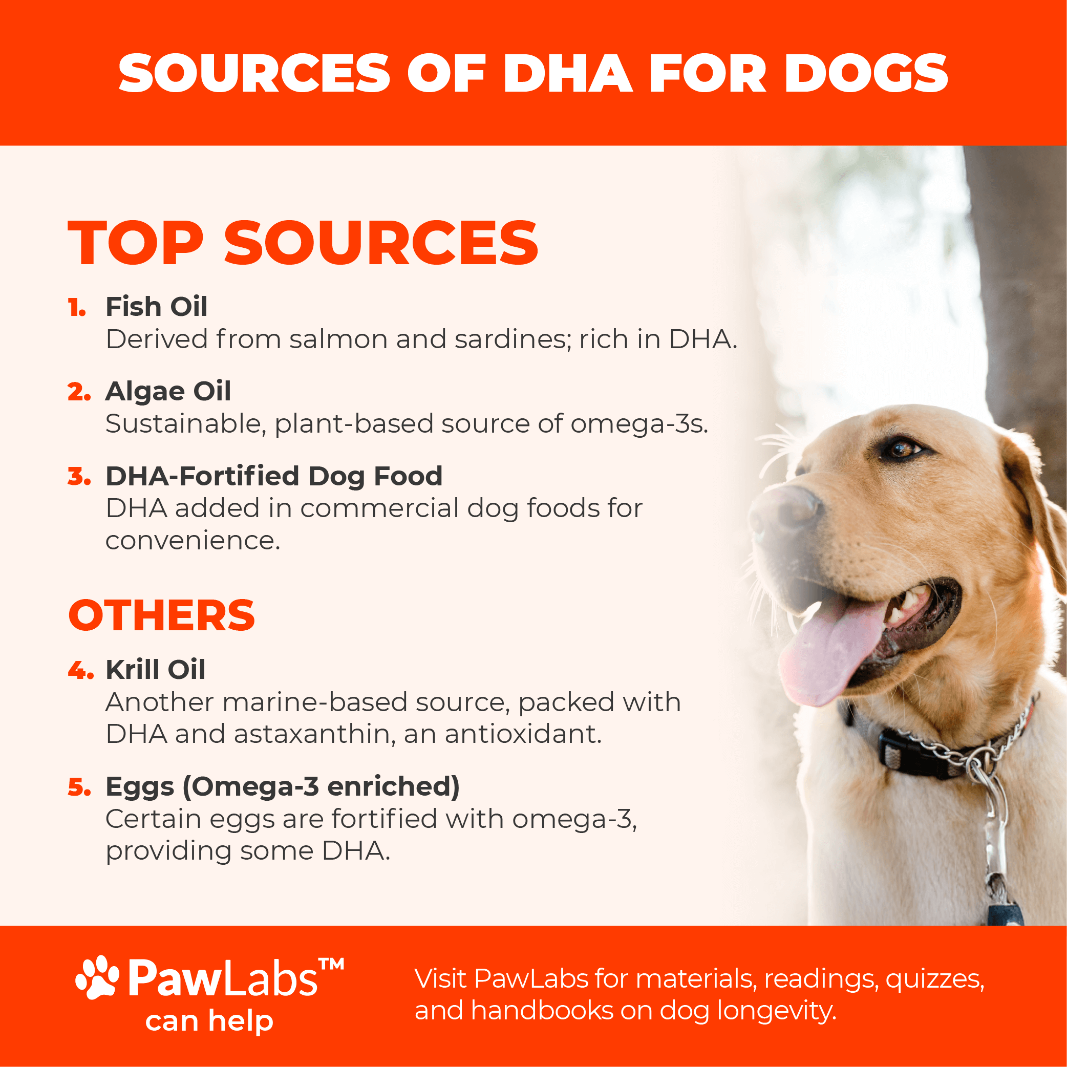 Sources of DHA