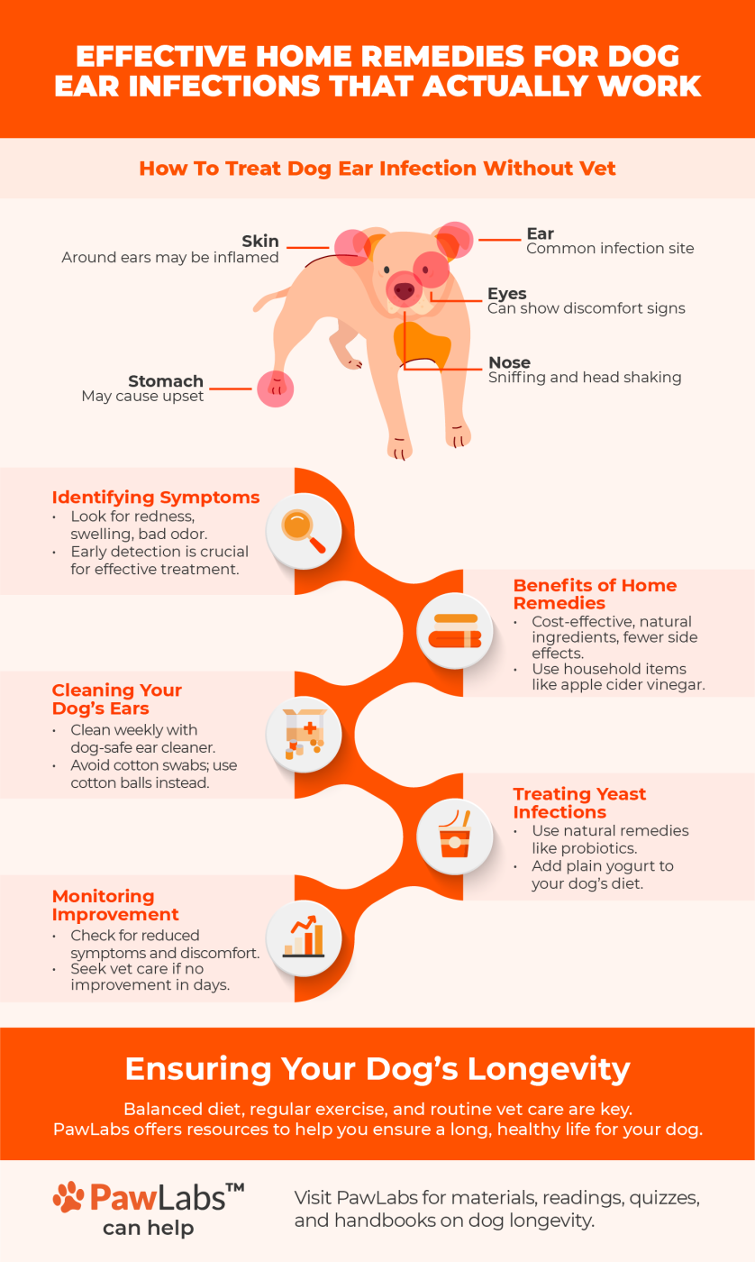 dog ear infection infographics