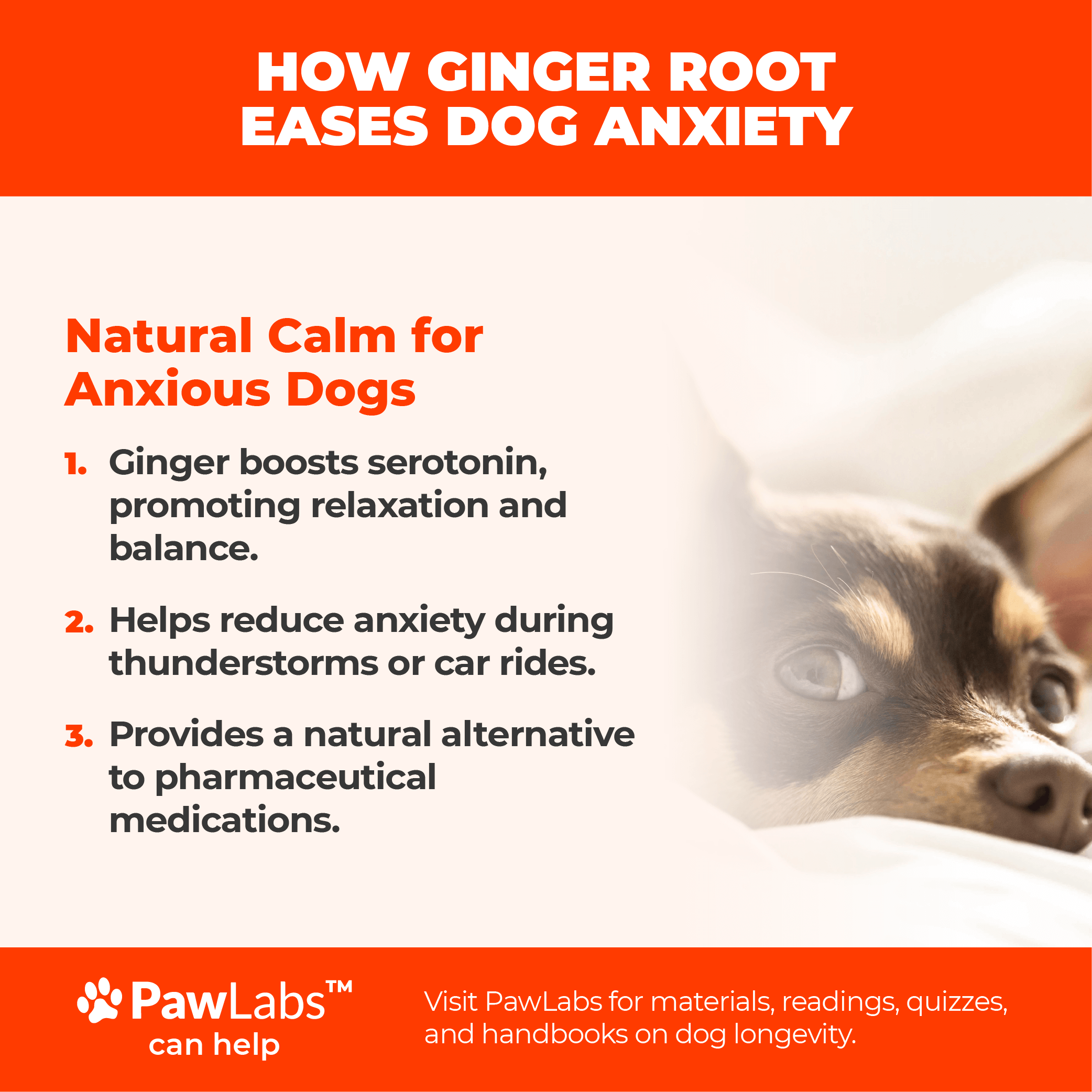 Infographic detailing how ginger root eases dog anxiety, emphasizing serotonin boost, calming effects during stress, and alternatives to medications.