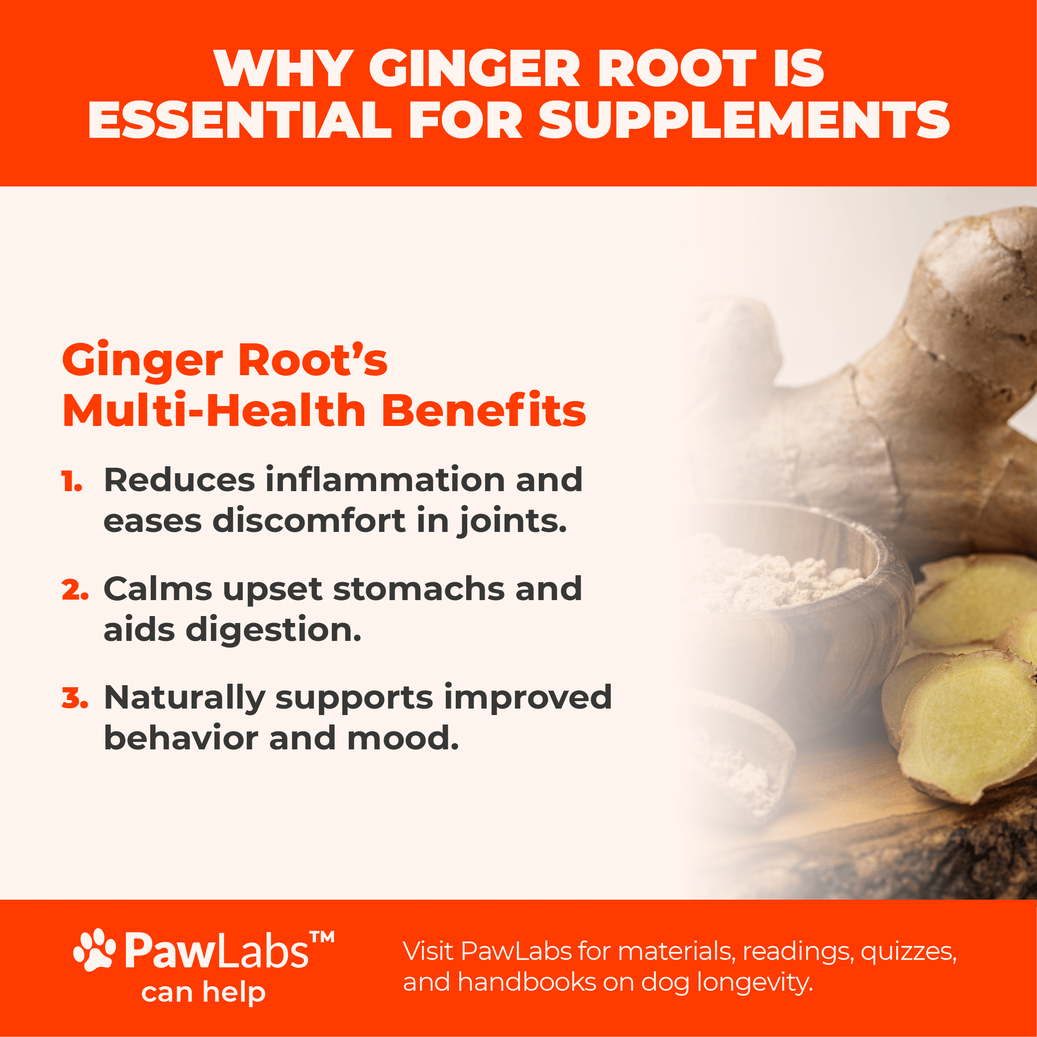 Infographic detailing why ginger root is essential in dog supplements, highlighting benefits like reducing inflammation, aiding digestion, and improving mood.