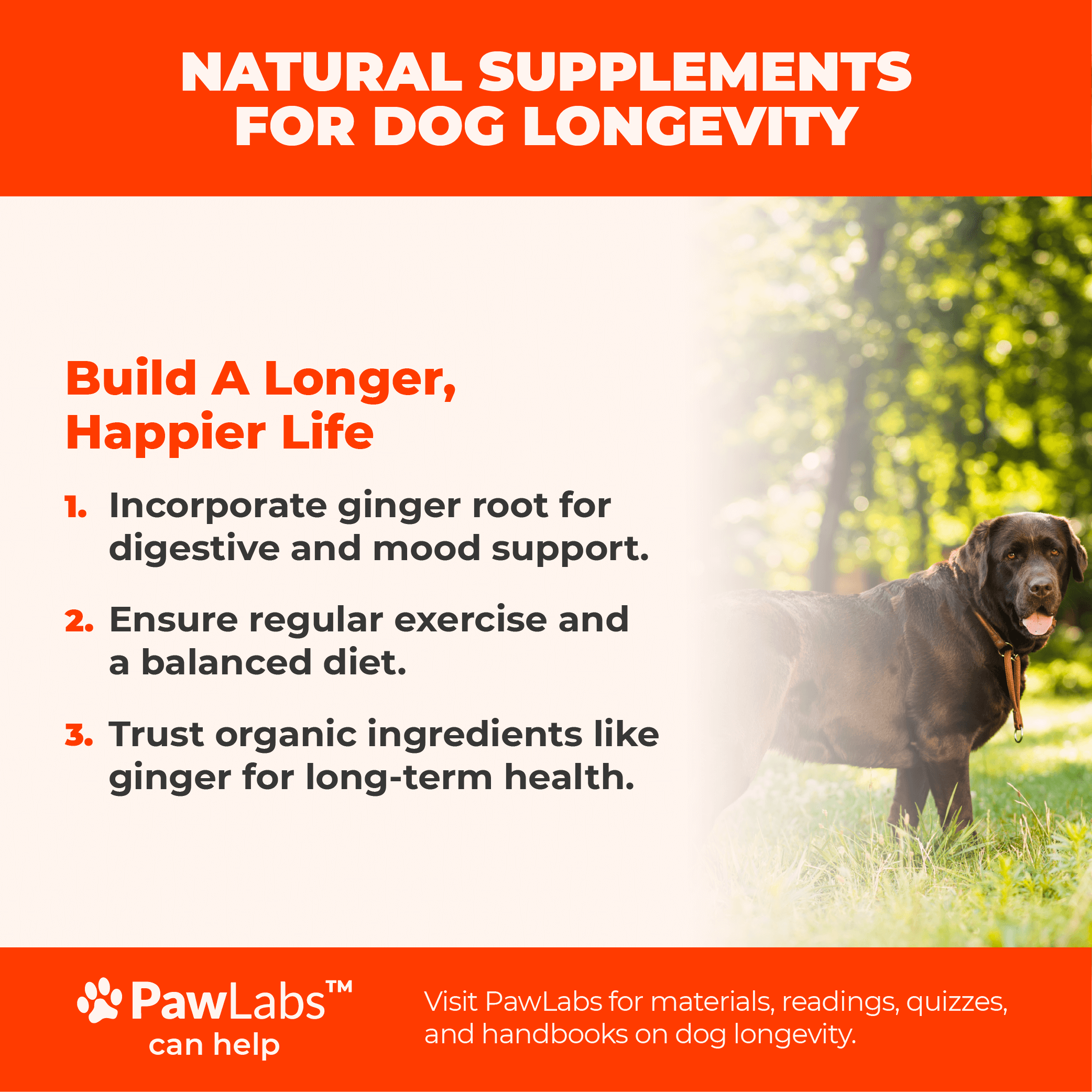 Infographic focusing on natural supplements for dog longevity, with tips on incorporating ginger root, maintaining regular exercise, and trusting organic ingredients.