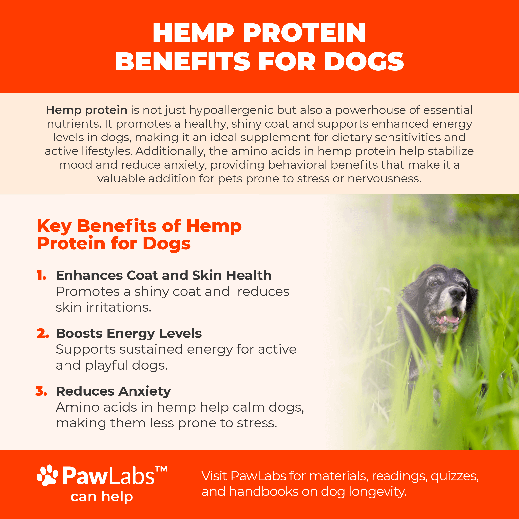 Infographic detailing the key benefits of hemp protein for dogs, including enhanced coat health, boosted energy levels, and reduced anxiety, by PawLabs.